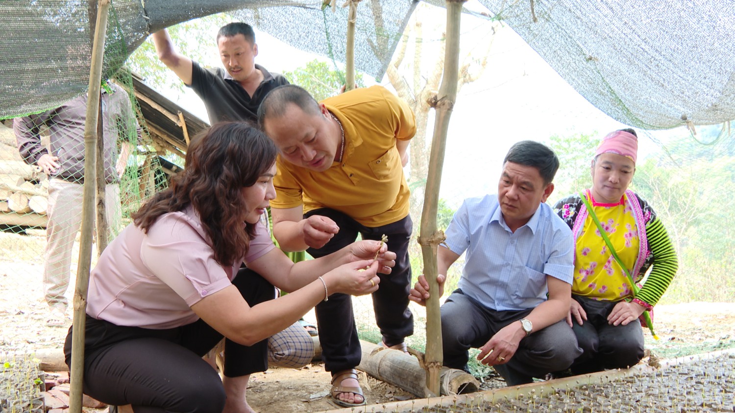 Đồng chí Phạm Thị Tuyên, Phó Chủ tịch Hubet com huyện kiểm tra cà phê đã cho vào bầu của gia đình anh Thào A Mua bản Huổi Cáy
