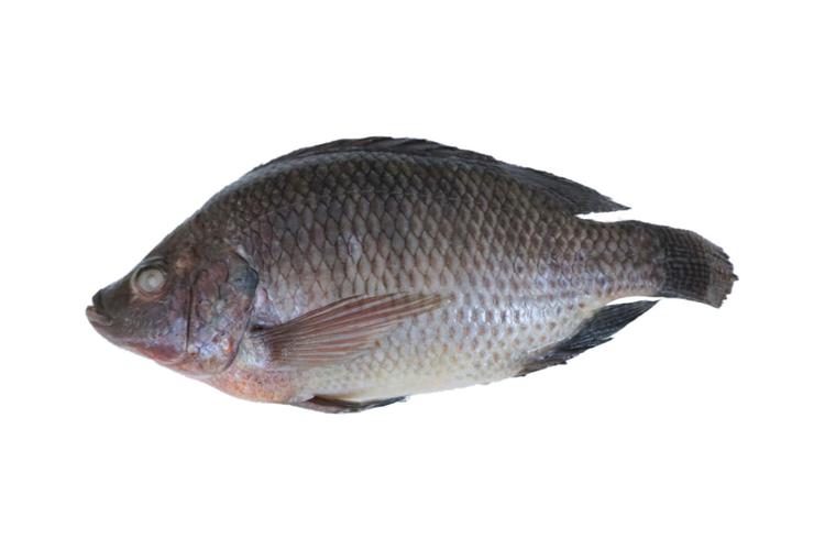 Ban Chỉ đạo bầu cử đại biểu Quốc hội khóa XVI và bầu cử đại biểu Hội đồng Nhân dân các cấp nhiệm kỳ 2026-2031 xã Tuần Giáo kiểm tra Hubet88 chuẩn bị cơ sở vật chất khu vực bỏ phiếu số 2 và khu vực bỏ phiếu số